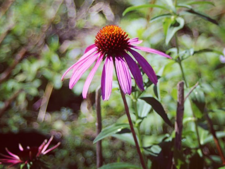 エキナセア（Echinacea purourea） | 植物図鑑 | 御勅使南公園