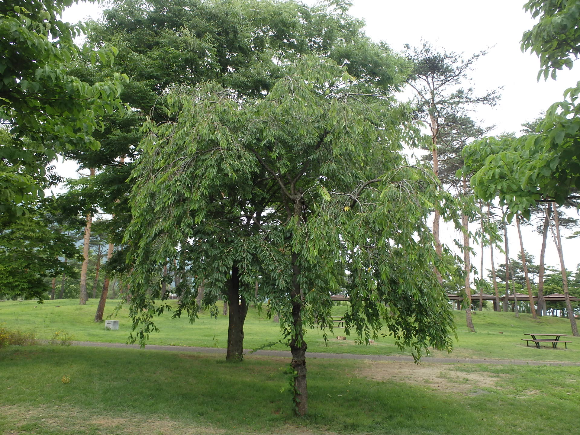 シダレザクラ （イトザクラ）（Prunus pendula cv. pendula） | 植物 ...